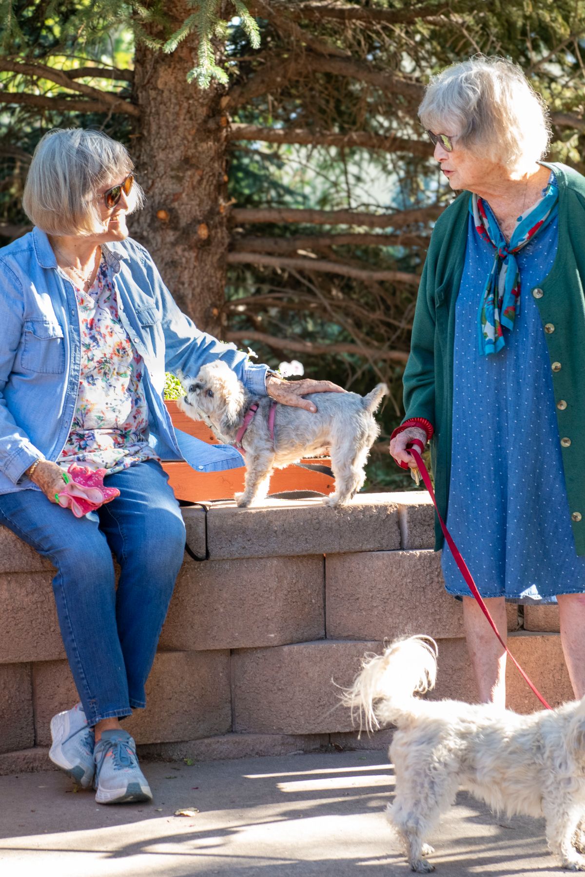 Someren Glen Senior Living Community in Centennial, CO - residents talking and walking dogs through garden portrait